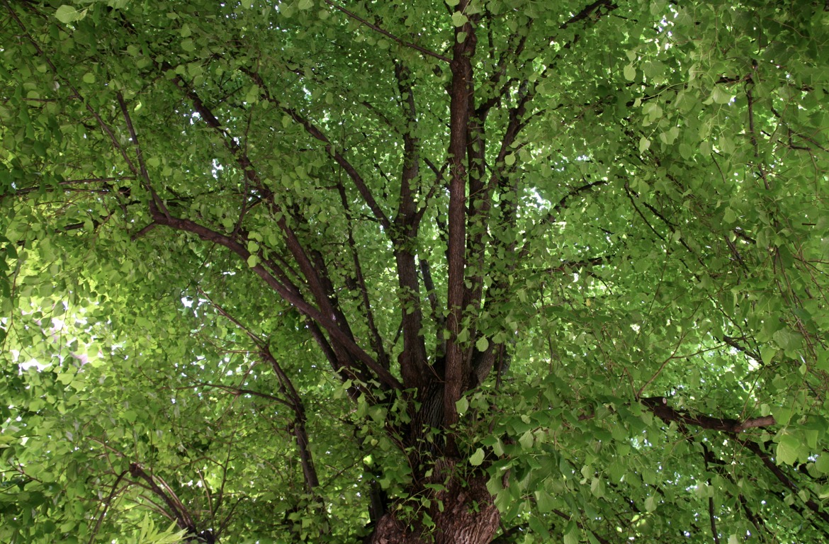 Les branques d'un arbre gran vistes des de sota