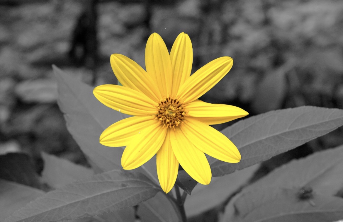 Una flor groga en un fons en blanc i negre